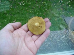 Ringloser Butterpilz2